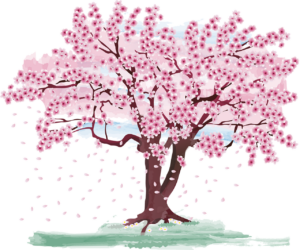 cherry blossom, tree, spring-7081566.jpg