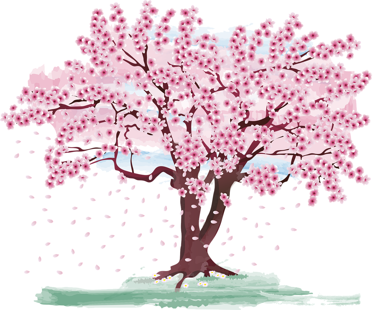cherry blossom, tree, spring-7081566.jpg